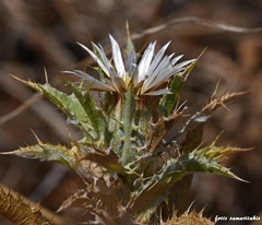Carlina lanata