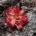 Floating Sundew - Photo (c) Hendré, some rights reserved (CC BY-NC), uploaded by Hendré