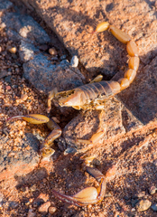 Opistophthalmus