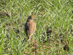 Galerida theklae ruficolor