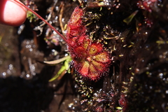 Drosera admirabilis