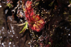 Drosera admirabilis