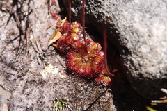 Drosera admirabilis