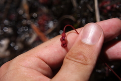 Drosera admirabilis