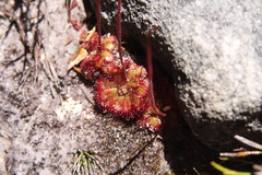 Drosera admirabilis