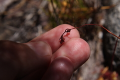 Drosera admirabilis