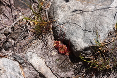 Drosera admirabilis