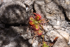 Drosera esterhuyseniae