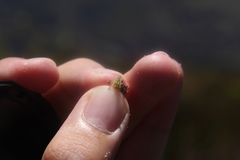 Drosera esterhuyseniae