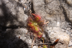 Drosera esterhuyseniae