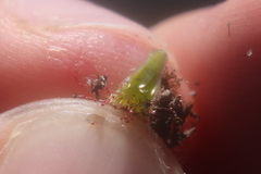 Drosera esterhuyseniae