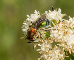 Augochloropsis tupacamaru