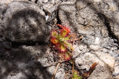 Drosera esterhuyseniae