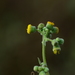 Blumea eriantha - Photo (c) S.MORE, algunos derechos reservados (CC BY-NC), subido por S.MORE