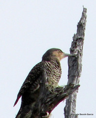 Colaptes pitius