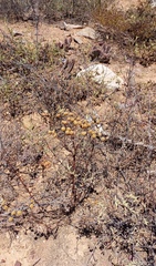 Hermannia holosericea