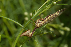 Paramantispa prolixa