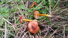 Hygrocybe conicoides