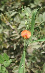 Lathyrus blepharicarpos