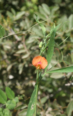 Lathyrus blepharicarpos