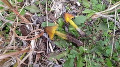 Hygrocybe conica var. conica image