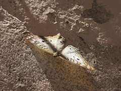 Anartia jatrophae