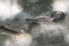 Madagascarophis colubrinus