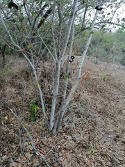 Microlobius foetidus