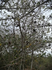 Microlobius foetidus