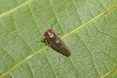 Populicerus nitidissimus