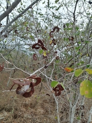 Microlobius foetidus