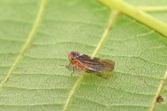 Populicerus nitidissimus
