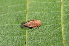Populicerus nitidissimus