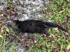Lontra canadensis image
