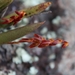 Acianthera teres - Photo 由 D.F.Silva 所上傳的 (c) D.F.Silva，保留部份權利CC BY-NC