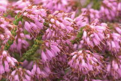 Erica globiceps consors