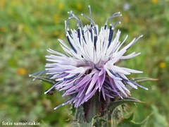 Carthamus caeruleus