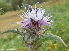 Carthamus caeruleus