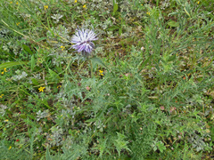 Carthamus caeruleus