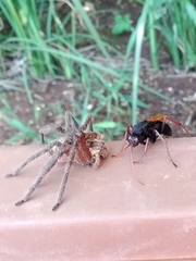 Tachypompilus ignitus