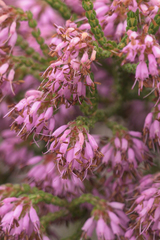 Erica globiceps consors