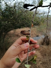 Microlobius foetidus