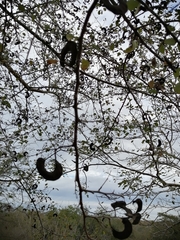 Microlobius foetidus