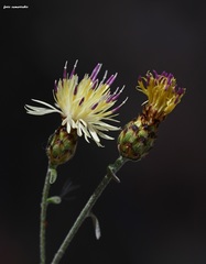 Centaurea argentea argentea
