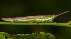 Stenacris vitreipennis