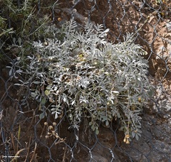 Centaurea argentea argentea