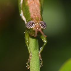 Stenacris vitreipennis