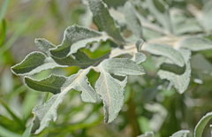 Centaurea argentea argentea