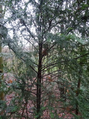 Taxus baccata