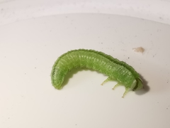 Arge melanochra